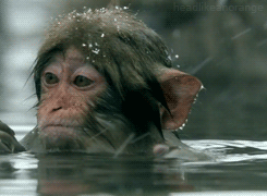 Monkey Wash (4 pics)