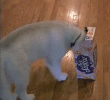 Husky and a Box (4 gifs)