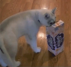 Husky and a Box (4 gifs)