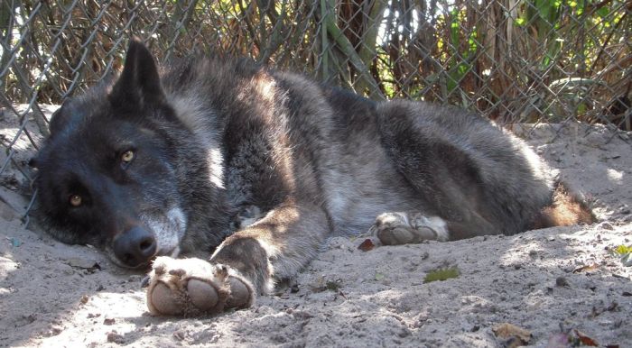 Pet Wolf Yuki (9 pics)