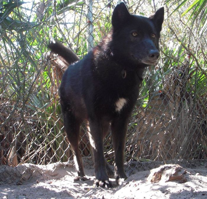 Pet Wolf Yuki (9 pics)