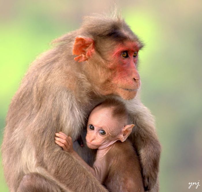 Adorable Animal Mom and Baby Photos (40 pics)
