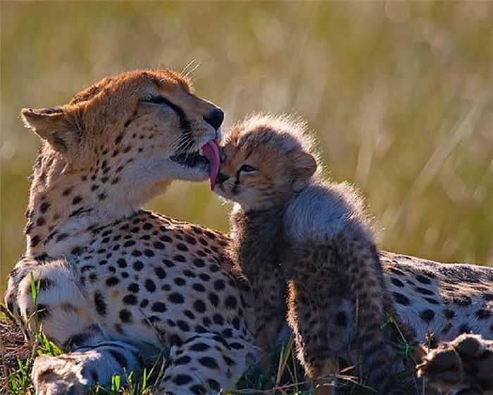 Adorable Animal Mom and Baby Photos (40 pics)