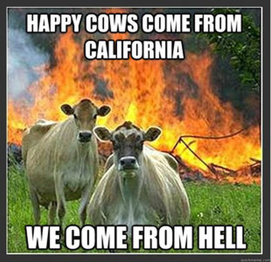 Evil Cows (17 pics)