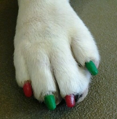 Dog Nail Art (27 pics)
