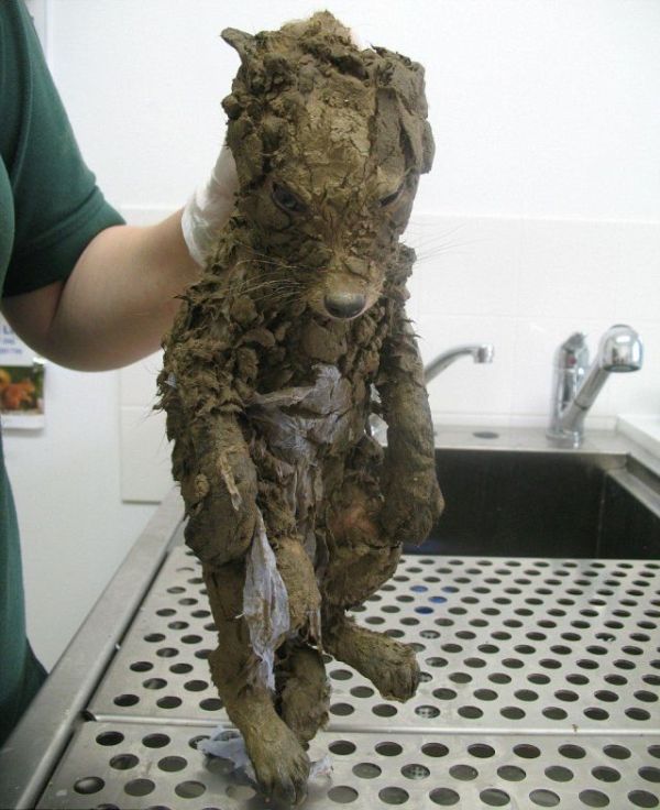 Fox Stuck In Mud Rescued (3 pics)