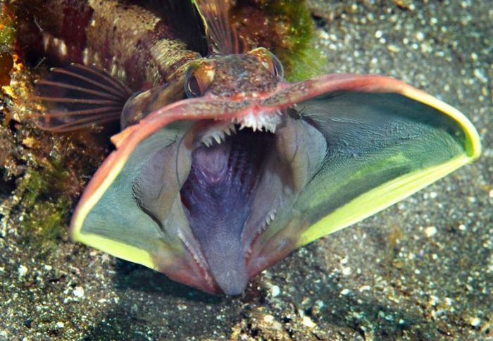 Acid Picdump (169 pics)