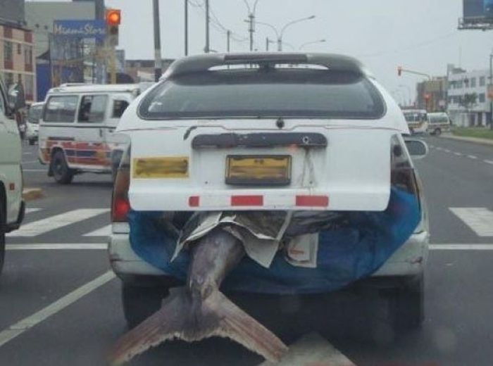 Acid Picdump (169 pics)