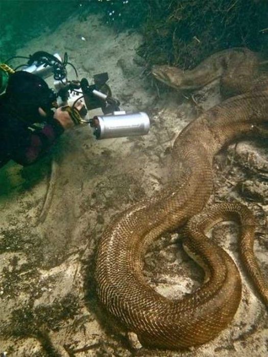 Acid Picdump (169 pics)