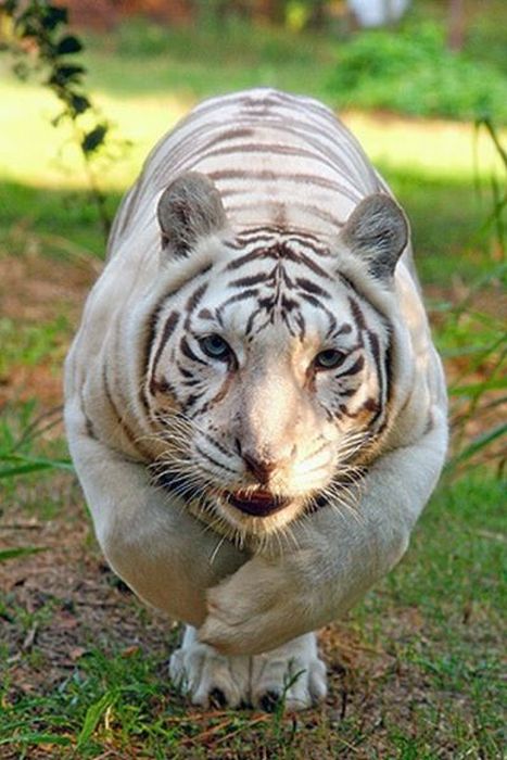 Acid Picdump (169 pics)
