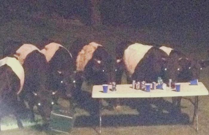 Cows Crashed a Backyard Beer Party (5 pics)