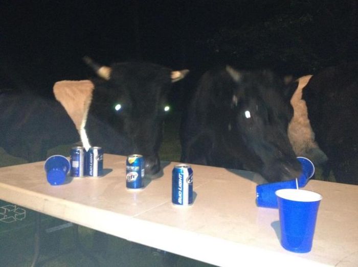 Cows Crashed a Backyard Beer Party (5 pics)