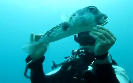 Scuba Diver Rescues a Fish