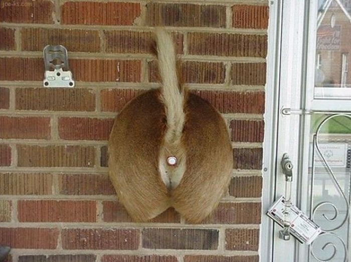 Acid Picdump (91 pics)