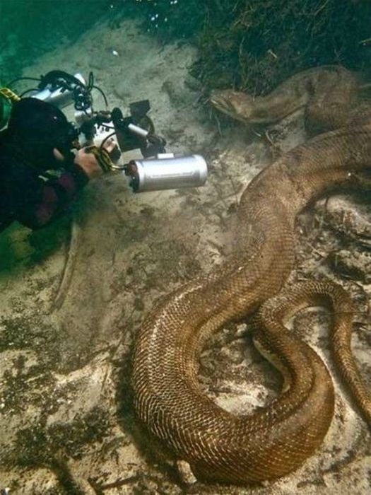 Acid Picdump (91 pics)