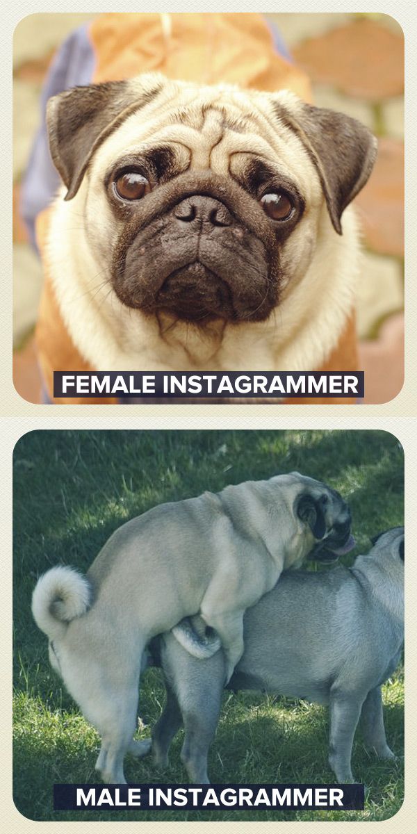Female Instagrammer vs Male Instagrammer (11 pics)