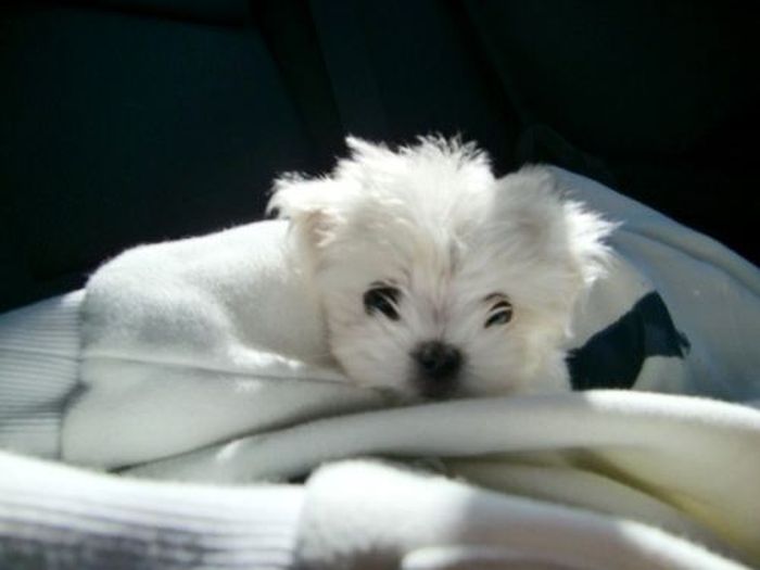 Maltese Pupppy Oscar (8 pics)