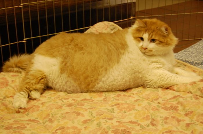 40-Pound Cat (17 pics)