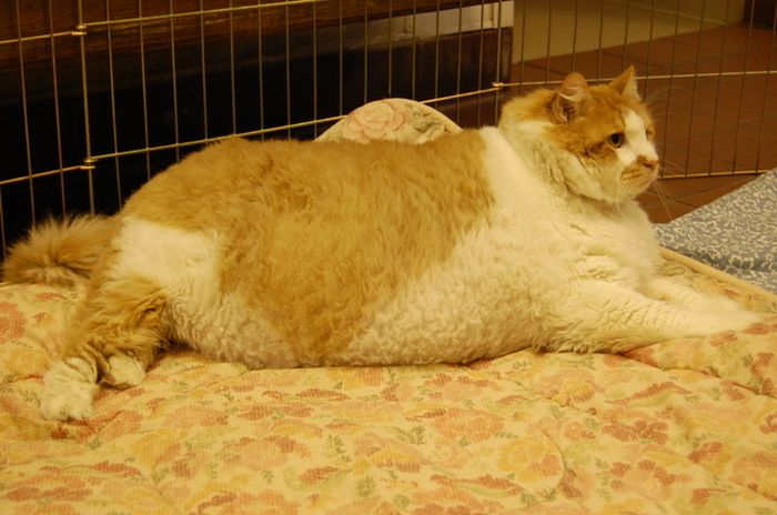 40-Pound Cat (17 pics)