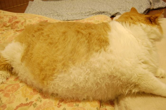 40-Pound Cat (17 pics)