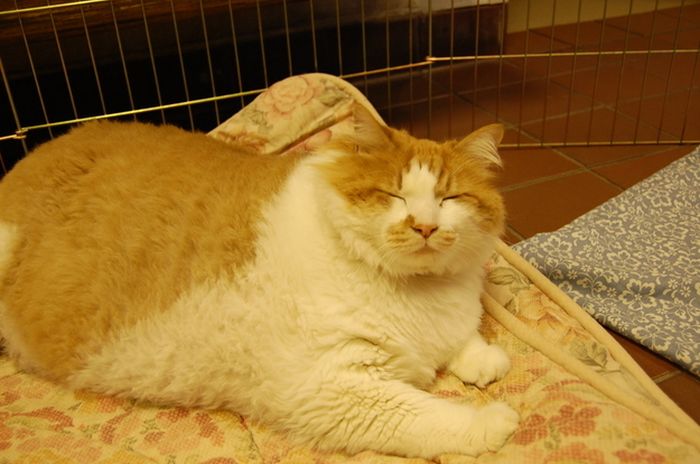 40-Pound Cat (17 pics)