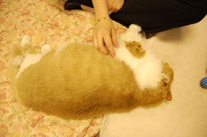 40-Pound Cat (17 pics)