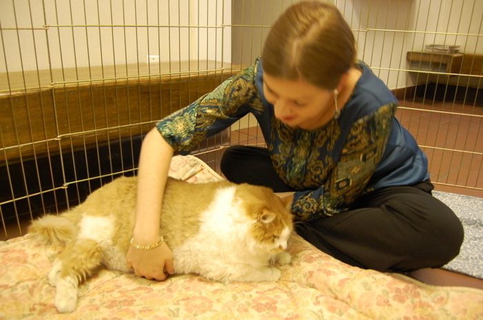 40-Pound Cat (17 pics)