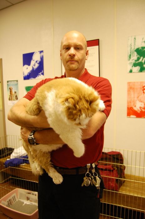 40-Pound Cat (17 pics)