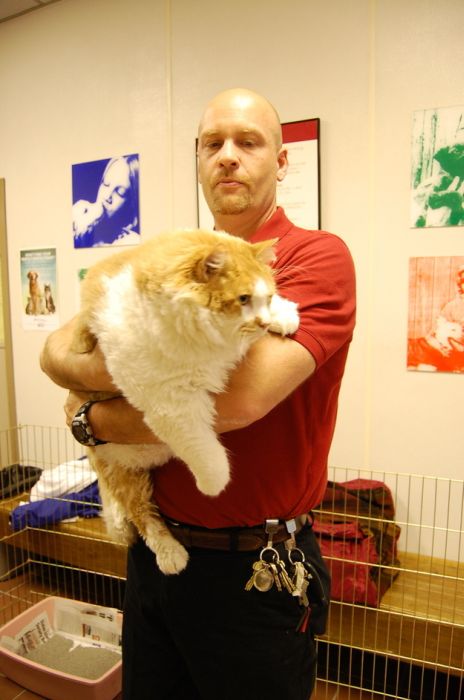 40-Pound Cat (17 pics)