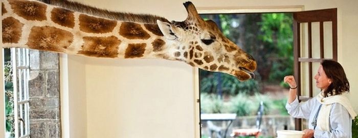 Giraffes Came for Breakfast (7 pics)