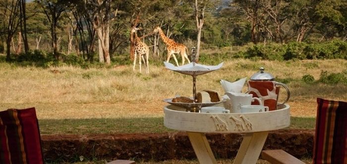 Giraffes Came for Breakfast (7 pics)