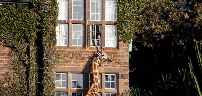 Giraffes Came for Breakfast (7 pics)
