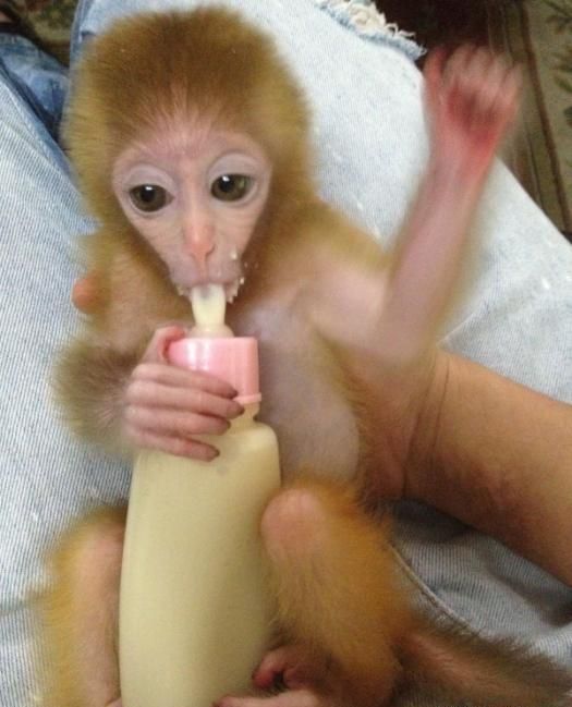 Pet Monkey (9 pics)