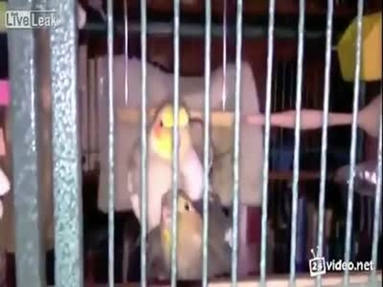Funny Parrot Song After Sex