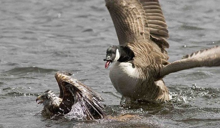 Kite Ducked Goose (4 pics)