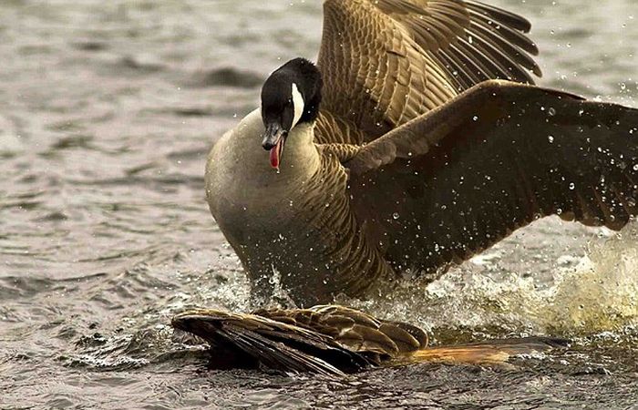Kite Ducked Goose (4 pics)
