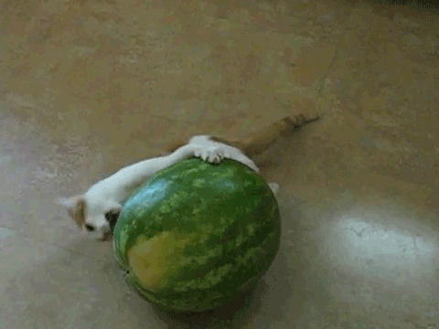 Acid Gifdump (25 gifs)