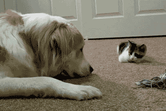 Acid Gifdump (25 gifs)