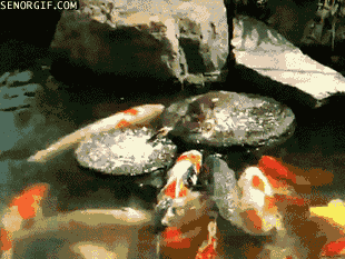 Acid Gifdump (25 gifs)