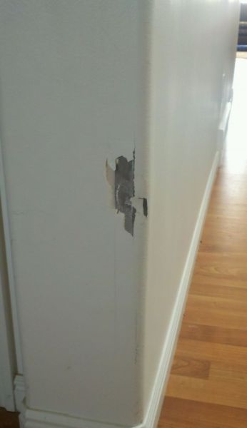 Pets Gone Wild. Part 2 (45 pics)