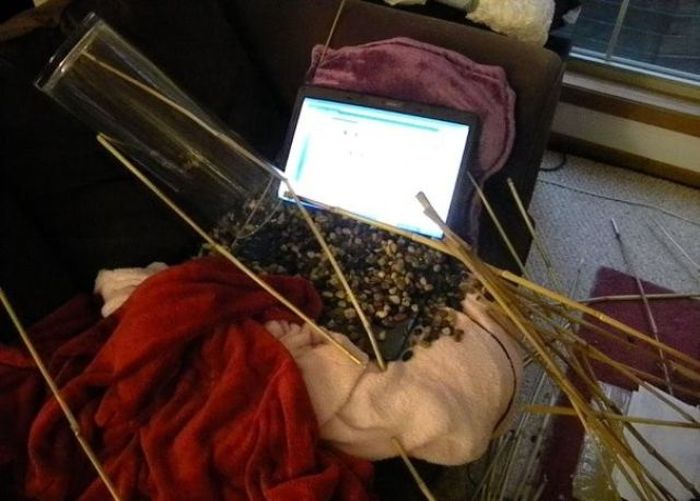 Pets Gone Wild. Part 2 (45 pics)