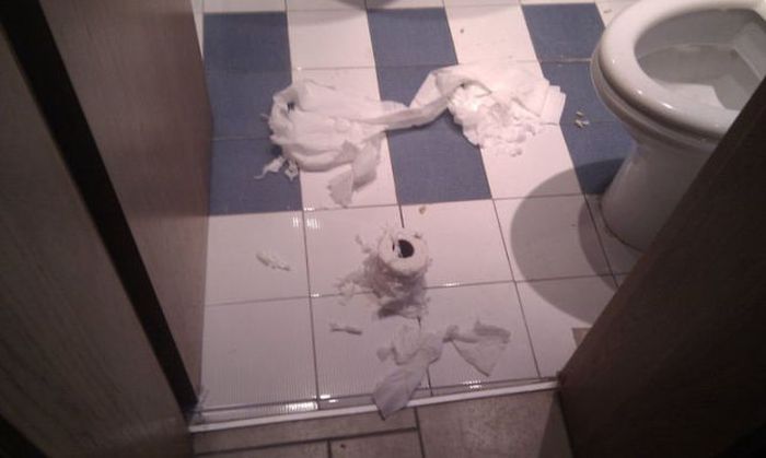 Pets Gone Wild. Part 2 (45 pics)