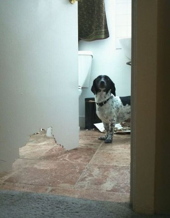 Pets Gone Wild. Part 2 (45 pics)