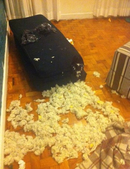 Pets Gone Wild. Part 2 (45 pics)