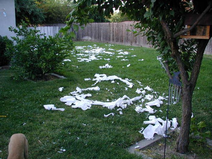 Pets Gone Wild. Part 2 (45 pics)