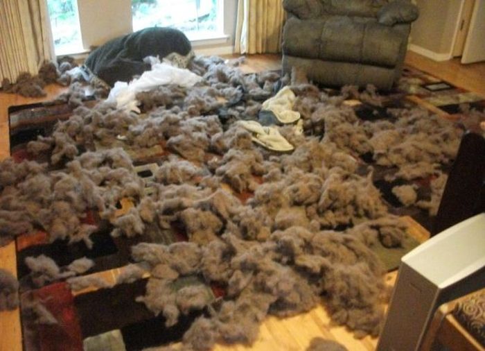 Pets Gone Wild. Part 2 (45 pics)