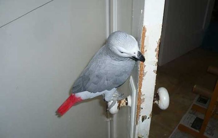 Pets Gone Wild. Part 2 (45 pics)