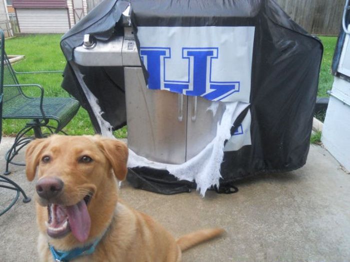 Pets Gone Wild. Part 2 (45 pics)