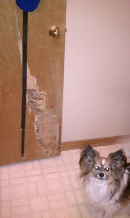 Pets Gone Wild. Part 2 (45 pics)