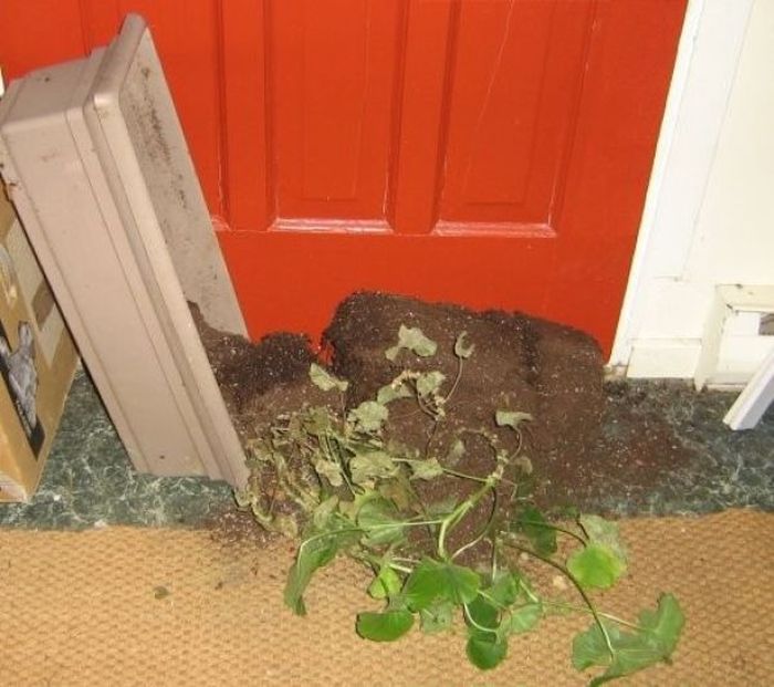 Pets Gone Wild. Part 2 (45 pics)